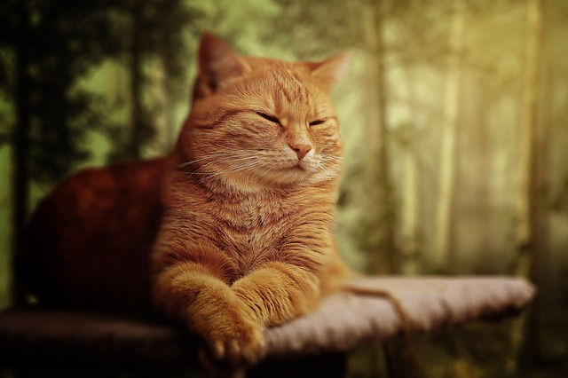 cat-1728026_640