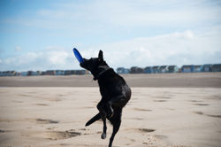 The District Pet Nurse