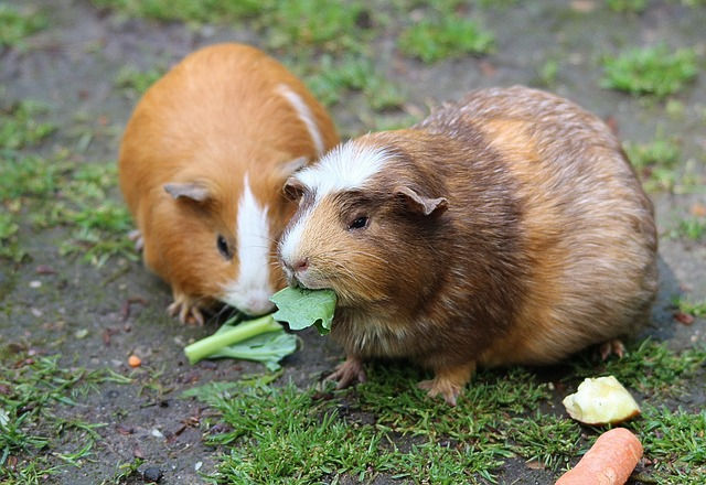guinea-pig-467399_640