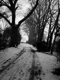 Trees In Snow