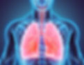 Lungs