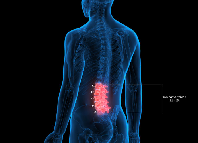 L spine
