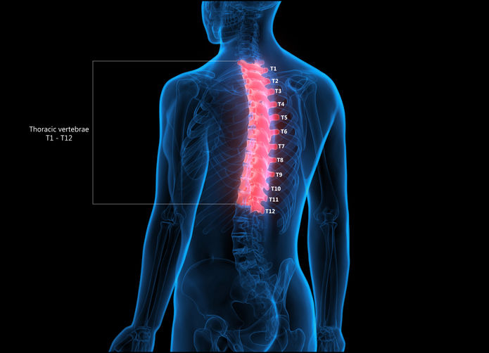 T spine