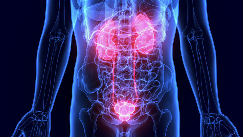 Kidneys