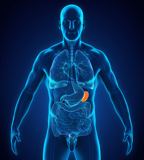 Spleen