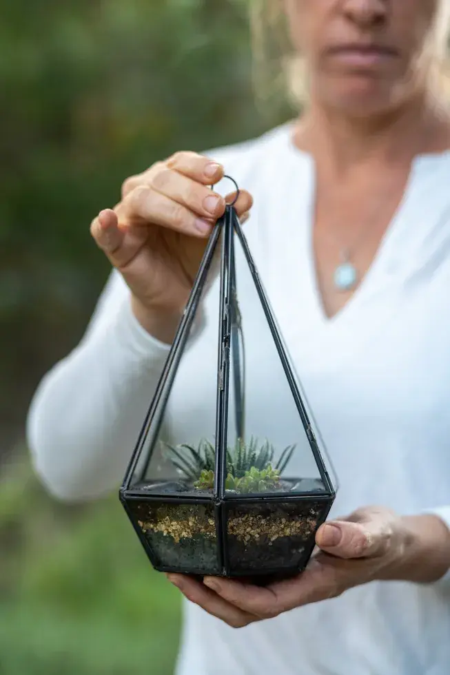 תמונה ממוזערת: ארז-טרריום סוקולנטים