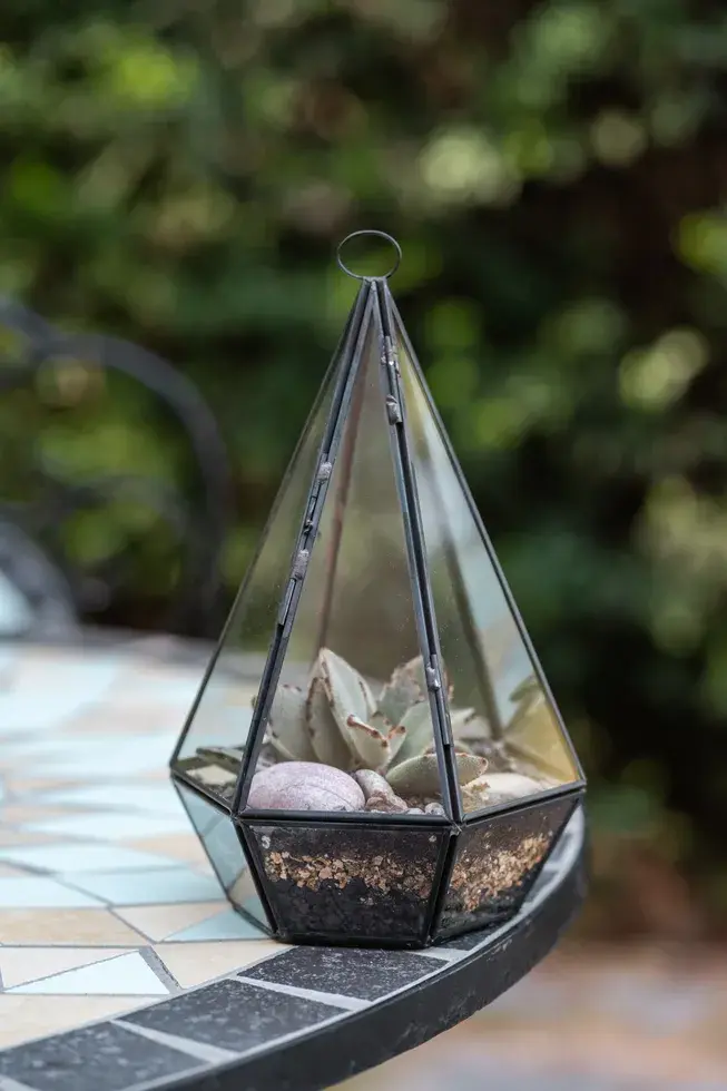 תמונה ממוזערת: ארז-טרריום סוקולנטים