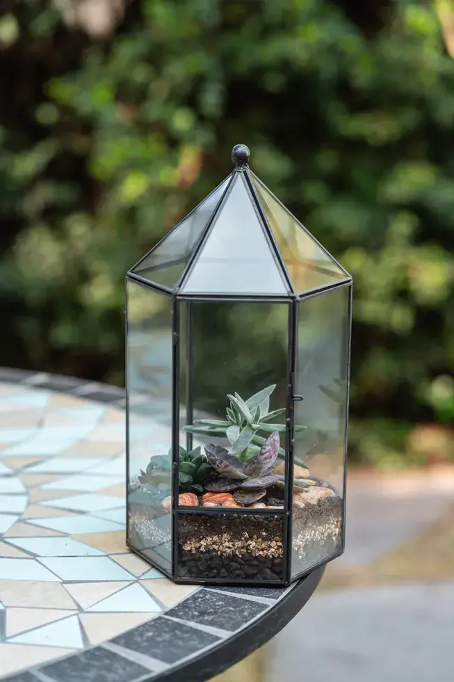 תמונה ממוזערת: אלון-טרריום סוקולנטים