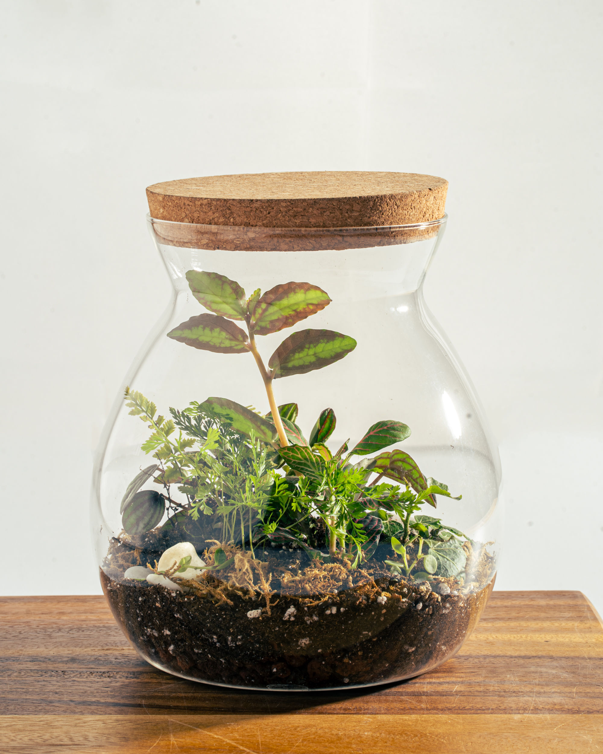 טרריום כרם 3 ליטר