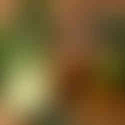 Bergamot Oil for the Heart Chakra Reiki Townsville