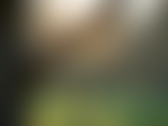 Essential Tree Maintenance Services for Healthy Growth