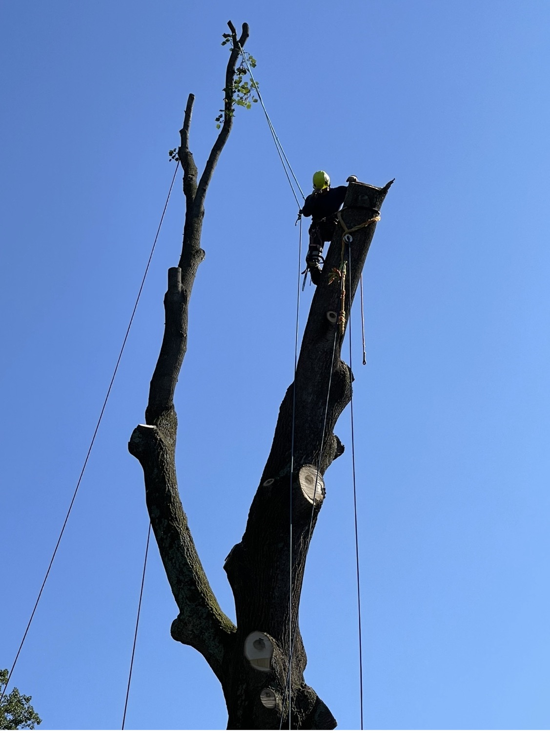 Writer: lpztreesolution