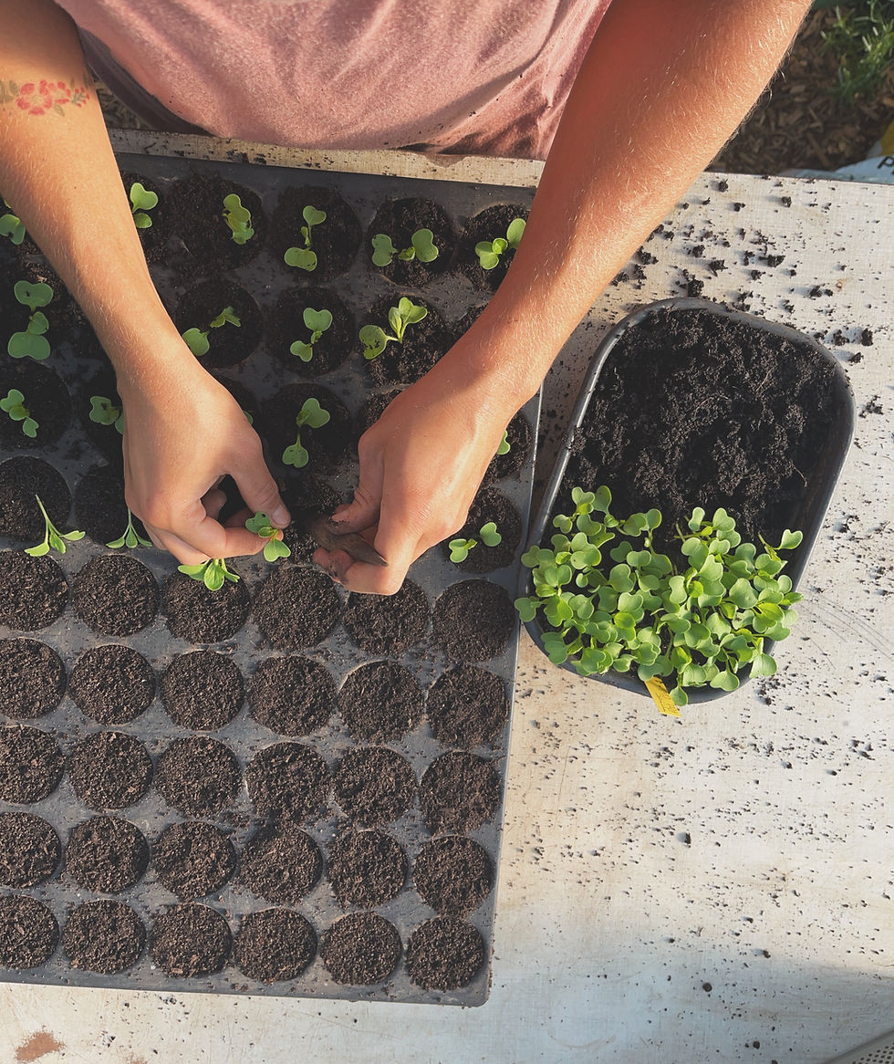 JUNGPFLANZEN SELBST GEMACHT