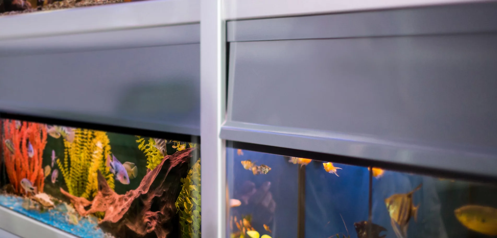aquariums in fish store