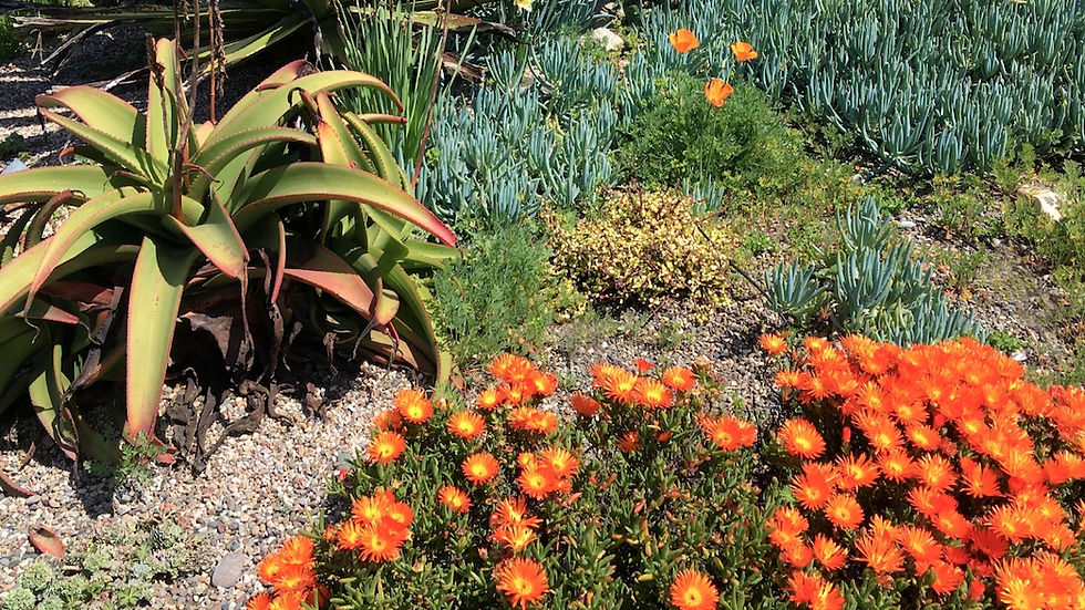 Succulent plants offer a great option. www.azgreenhouseproject.com