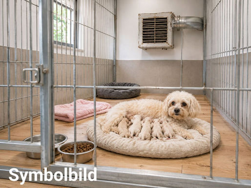 ❗ Mehr als ein Jahr illegale Hundezucht – und die Behörde schaut zu? ❗