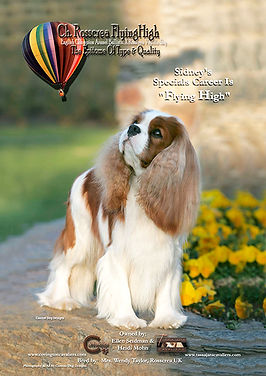 sidney-balloon