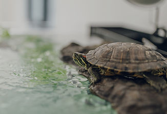 brown turtle on green water_edited.jpg