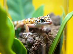 reptile gecko exotic pet sitter