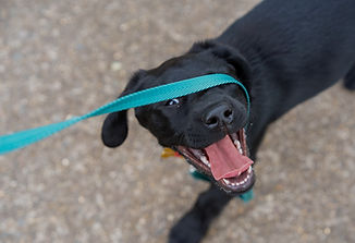 walking a puppy_edited.jpg
