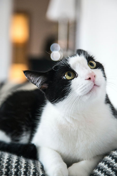 cat pet sitter