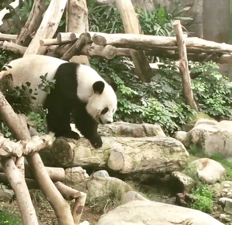 Giant Panda