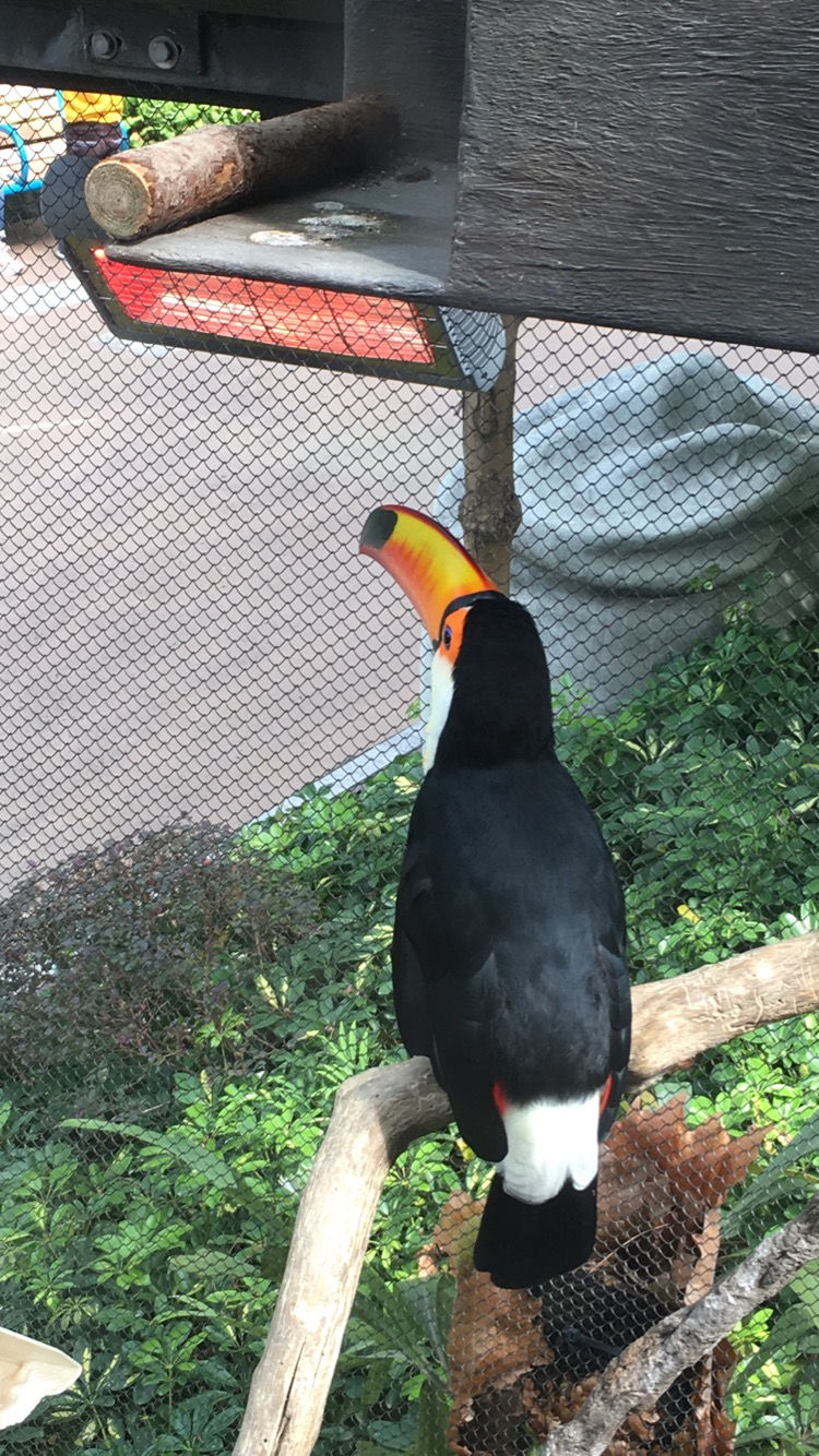 Toucan