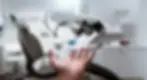 ree