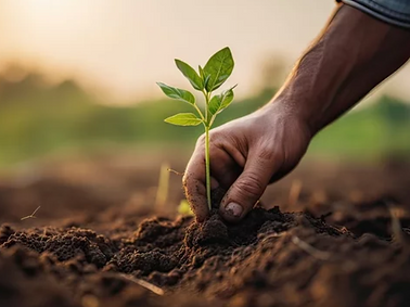 Qëndrueshmëria e Financave të OIS