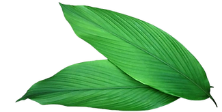 Turmericleaf_edited.png
