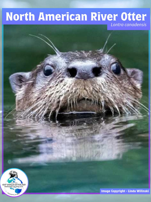 Photo credit: International Otter Survival Fund