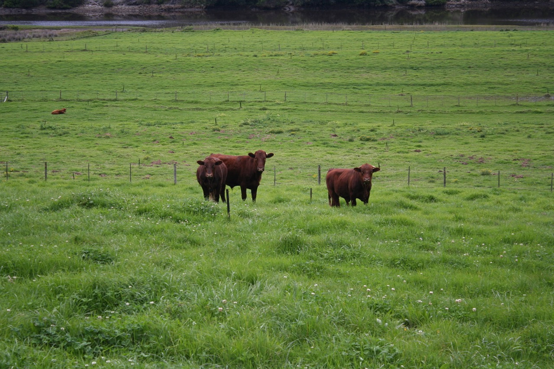 Highland cattle farms near me