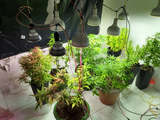 Polícia Militar descobre residência onde se cultivava mudas de maconha