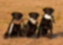 Retrievers- 2-291.jpg