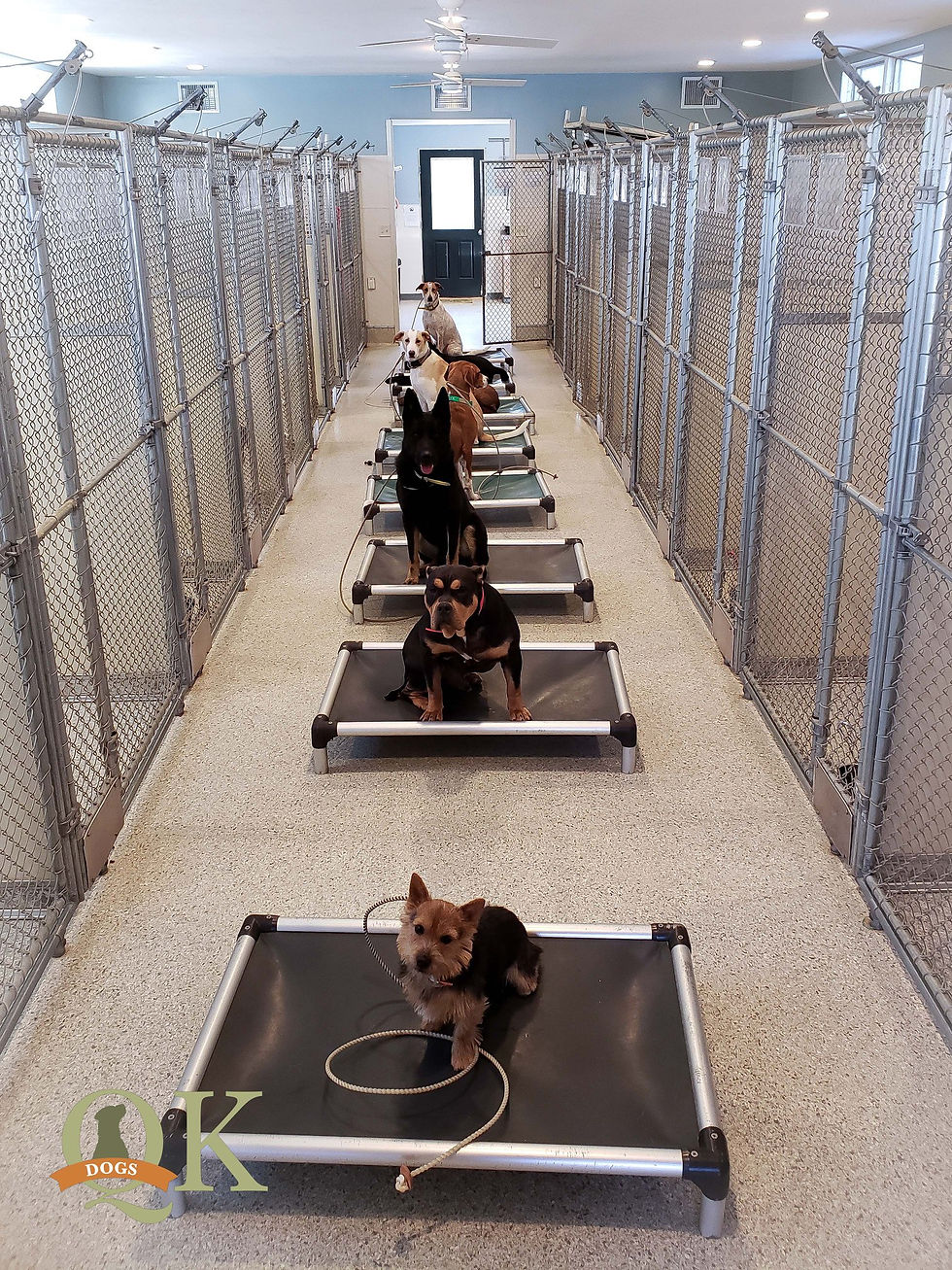Dog boarding facility in Connecticut at QK Dogs