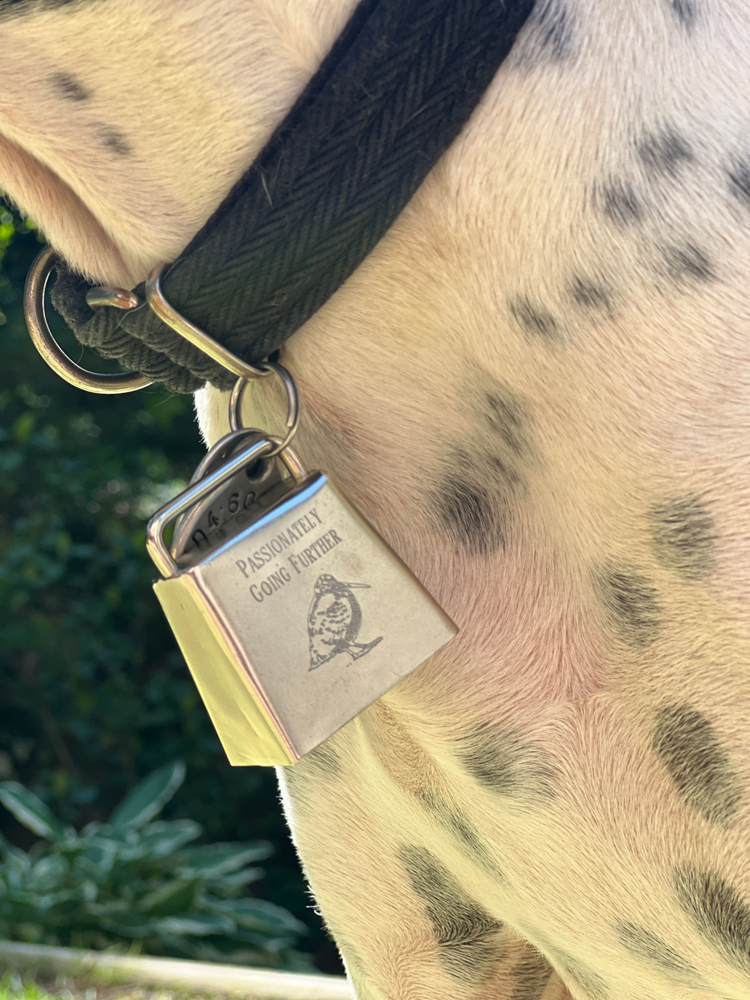 Woodcock Dog Bell - Nickel Plated