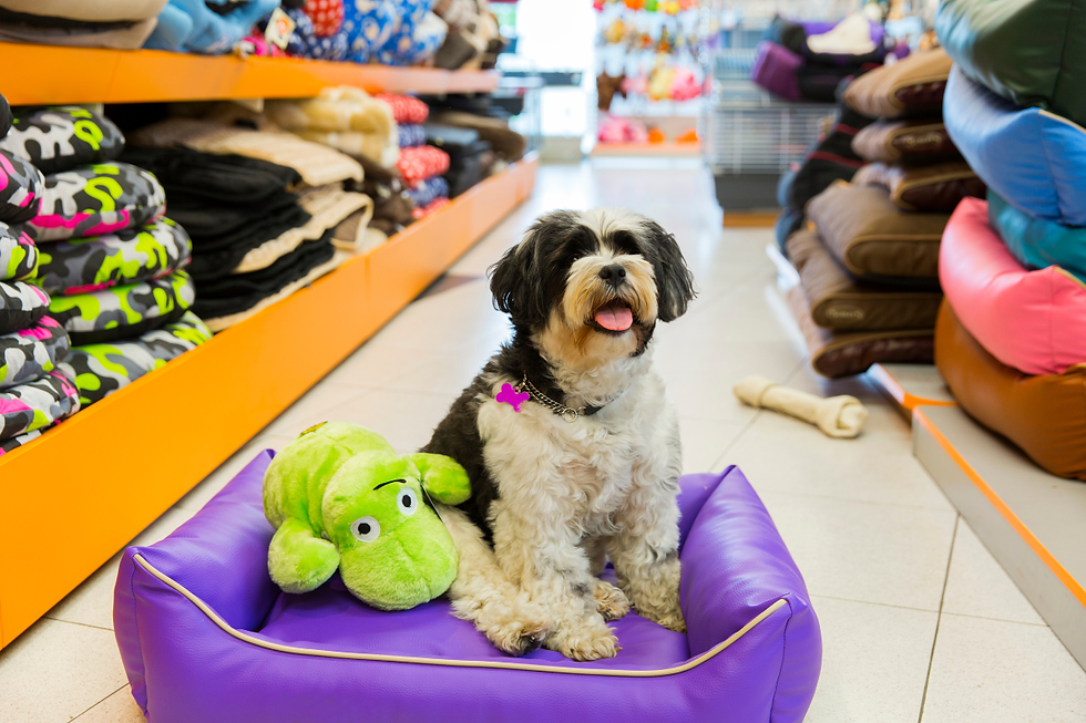 Small dog sitting on a purple bed at a local pet boutique in Black Mountain, NC