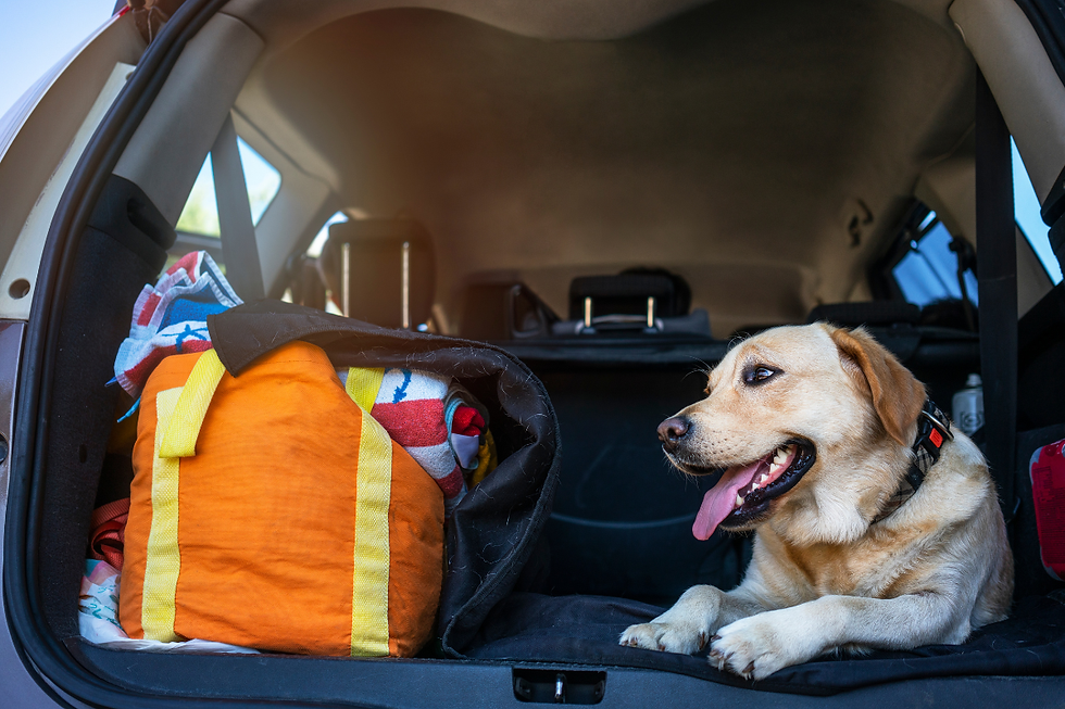 Yellow Lab packed in the back of an SUV for a road trip — traveling with a dog to Black Mountain, NC