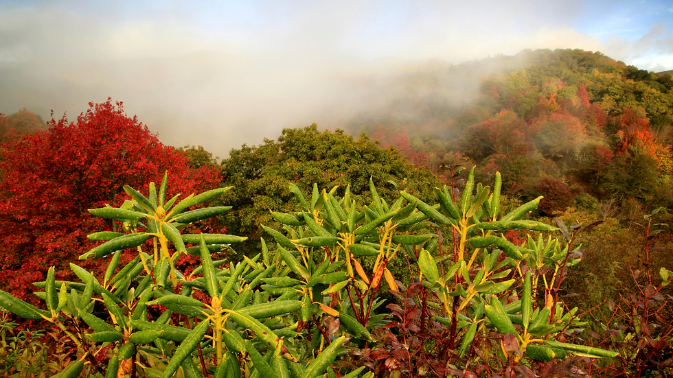 Misty photograph above mountain rhododendron during Fall, near Black Mountain NC