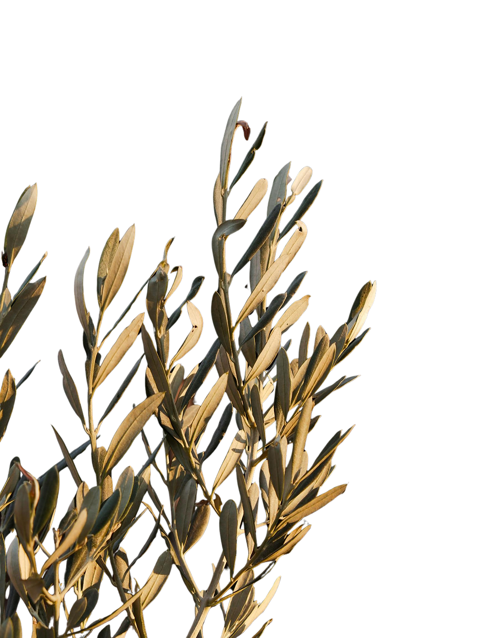 0215d2a5-a20a-42c2-ae8d-9436c4d6e983.png