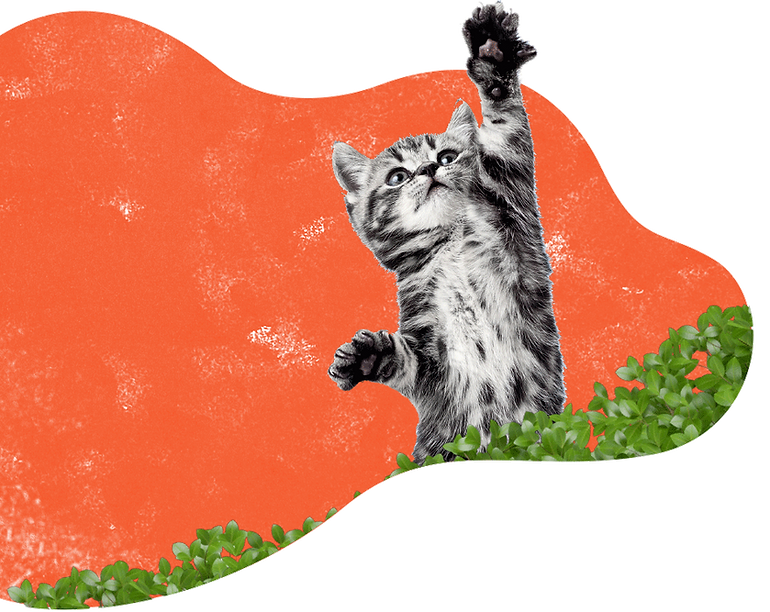 inner_services_cat (1).png