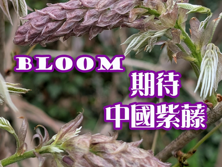 期待中國紫藤綻放……