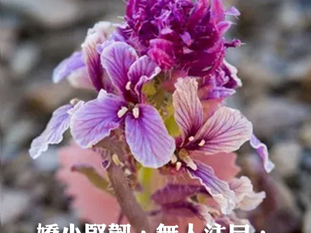 山上的小花:靜靜地完成被造的使命