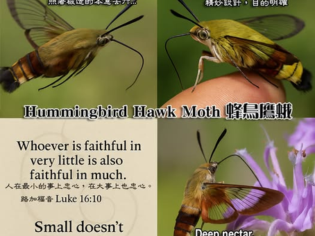 📸 看見微小中的偉大