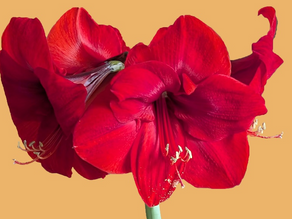 室內蜜蜂,準備執勤 🐝🌺| Indoor Bee, On Duty 🐝🌺