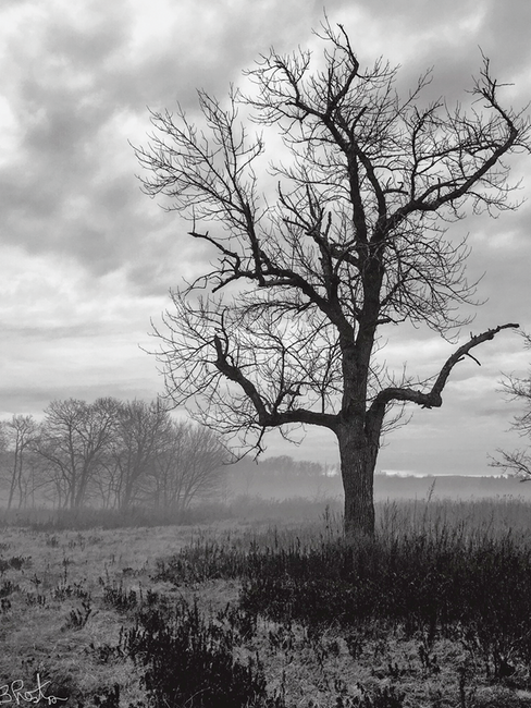 A favorite old tree in Skillman Park.