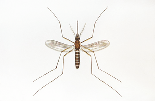 Take Steps to Keep from Contracting West Nile Virus