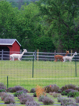 Op-Ed: Fireworks Harm Livestock