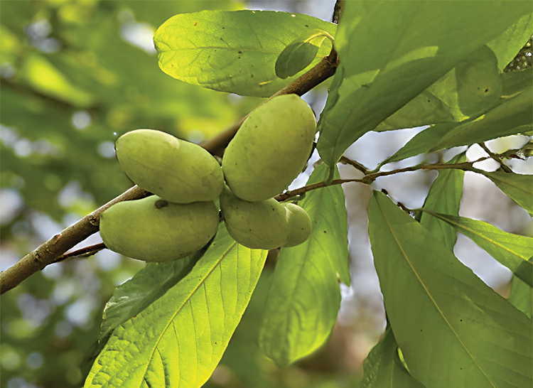 Pawpaw (Asimina triloba)