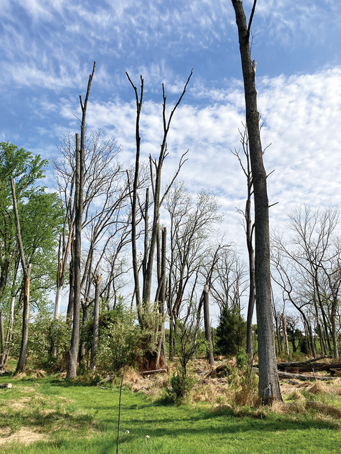 Left: Dead ash trees in a Montgomery resident’s backyard.